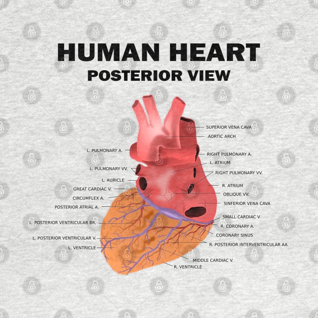 Anatomical Heart Human - Human Heart Posterior View by HomerNewbergereq